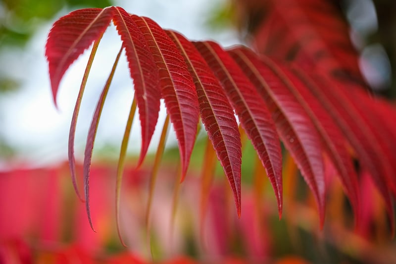 Sumac